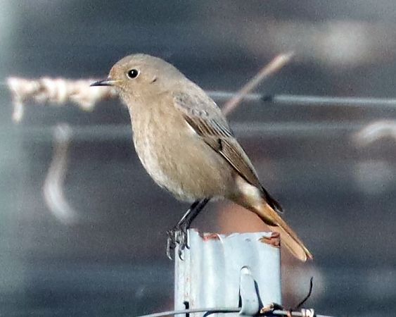 Codirosso spazzacamino  - Christian Kofler