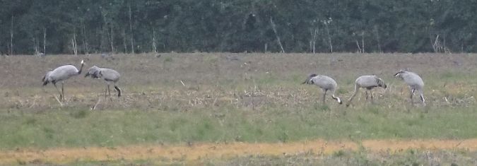 Gru  - Giovanni Gianelli