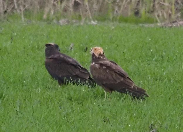 Falco di palude  - Giovanni Gianelli