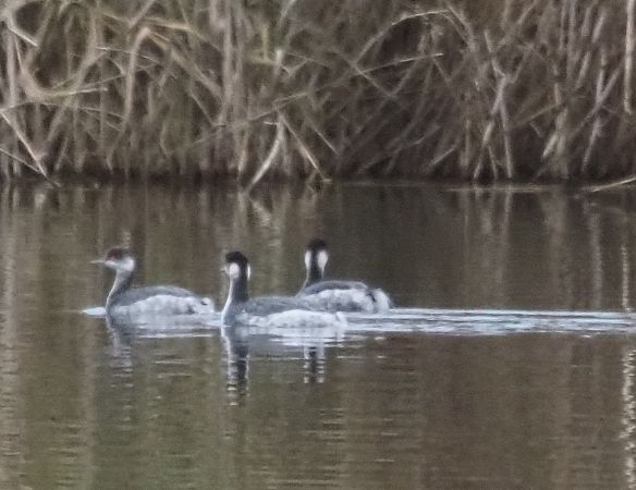 Svasso piccolo  - Giovanni Gianelli