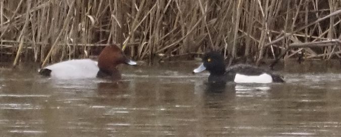 Moretta  - Giovanni Gianelli