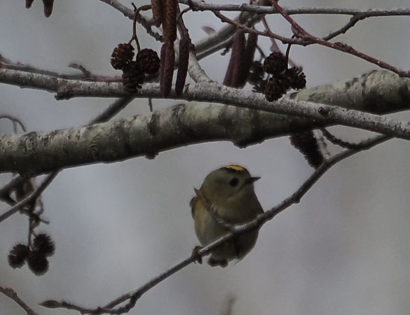 Regolo  - Giovanni Gianelli
