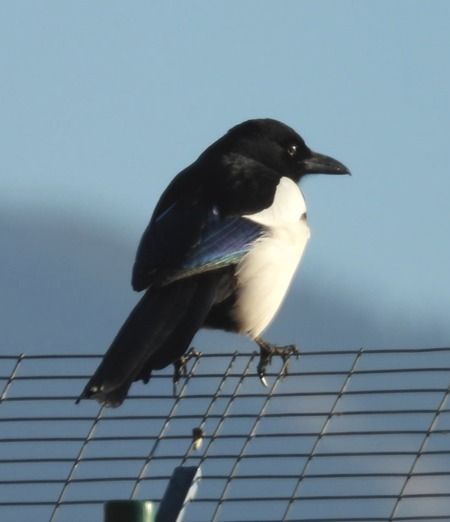 Gazza  - Tiziana Ciaghi