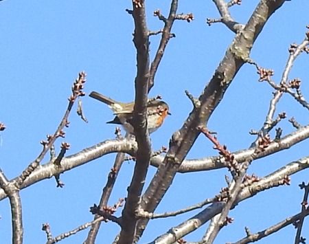 Pettirosso  - Tiziana Ciaghi