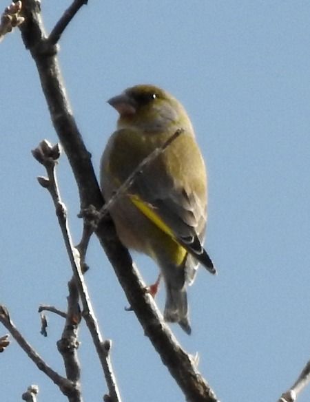 Verdone  - Tiziana Ciaghi
