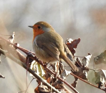 Pettirosso  - Tiziana Ciaghi