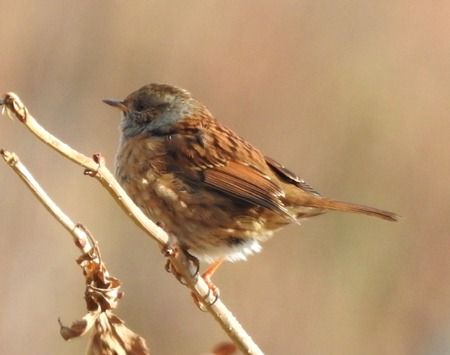 Passera scopaiola  - Tiziana Ciaghi