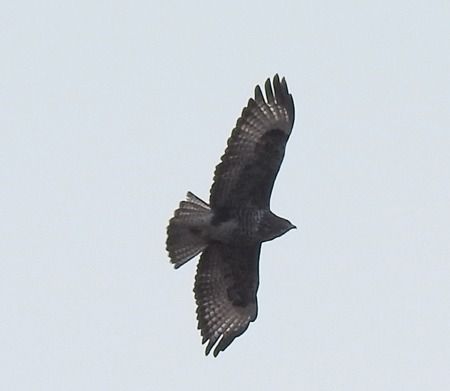 Poiana  - Tiziana Ciaghi