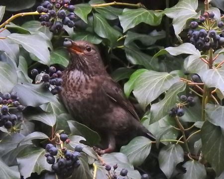 Merlo  - Tiziana Ciaghi