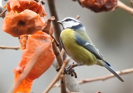 Cinciarella  - Tiziana Ciaghi