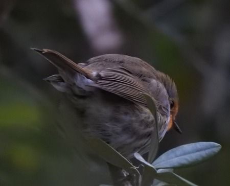 Pettirosso  - Tiziana Ciaghi