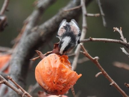 Codibugnolo  - Tiziana Ciaghi