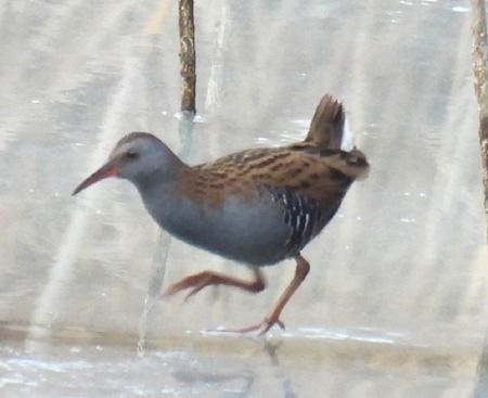 Porciglione  - Tiziana Ciaghi