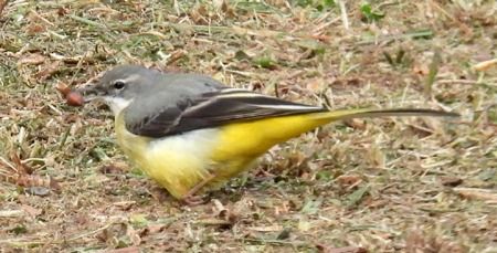 Ballerina gialla  - Tiziana Ciaghi