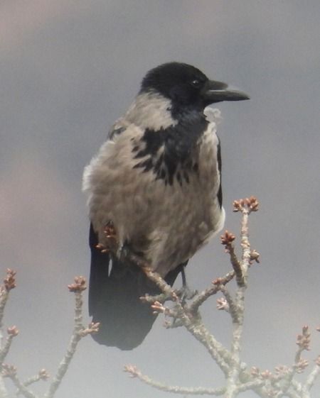 Cornacchia grigia  - Tiziana Ciaghi