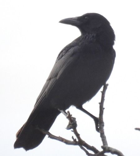 Cornacchia nera  - Tiziana Ciaghi