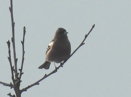 Fringuello  - Tiziana Ciaghi