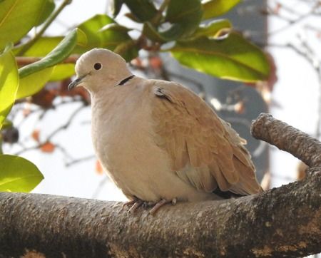 Tortora dal collare  - Tiziana Ciaghi