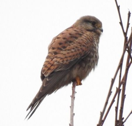 Gheppio  - Tiziana Ciaghi