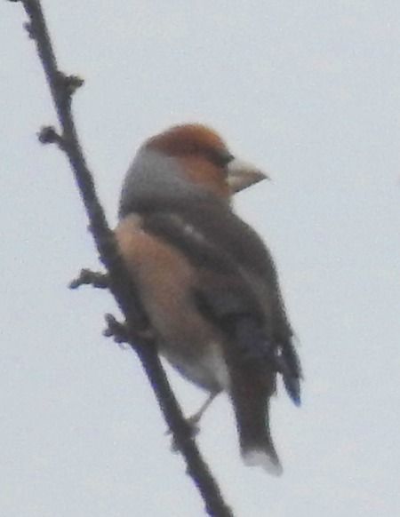 Frosone  - Tiziana Ciaghi