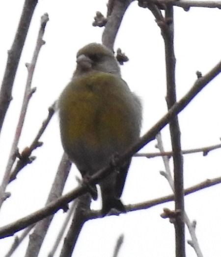 Verdone  - Tiziana Ciaghi