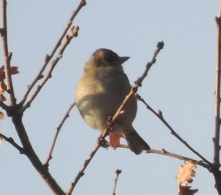 Fringuello  - Tiziana Ciaghi