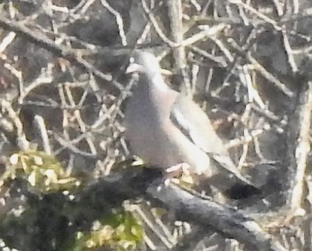 Colombaccio  - Tiziana Ciaghi