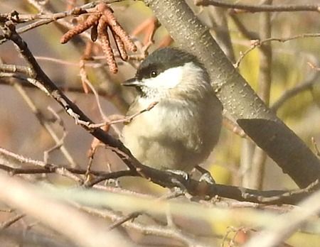 Cincia bigia  - Tiziana Ciaghi