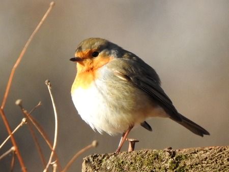 Pettirosso  - Tiziana Ciaghi
