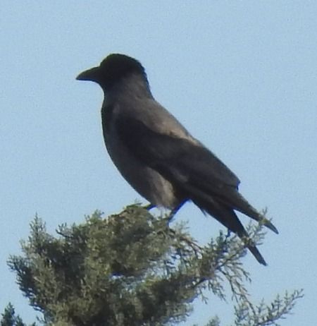 Cornacchia grigia  - Tiziana Ciaghi