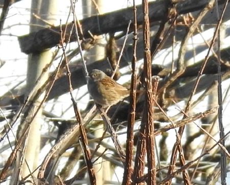 Passera scopaiola  - Tiziana Ciaghi
