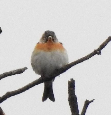 Peppola  - Tiziana Ciaghi