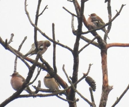 Fringuello  - Tiziana Ciaghi