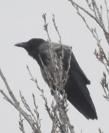 Cornacchia grigia  - Tiziana Ciaghi