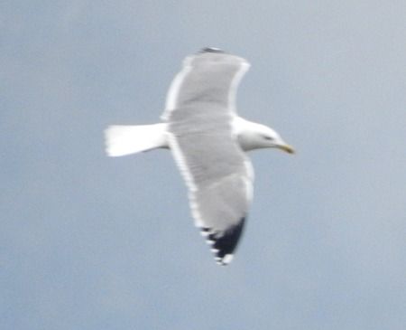 Gabbiano reale  - Tiziana Ciaghi