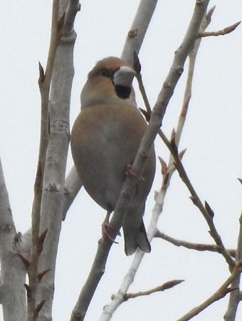 Frosone  - Tiziana Ciaghi