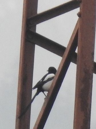 Gazza  - Tiziana Ciaghi