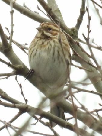 Migliarino di palude  - Tiziana Ciaghi