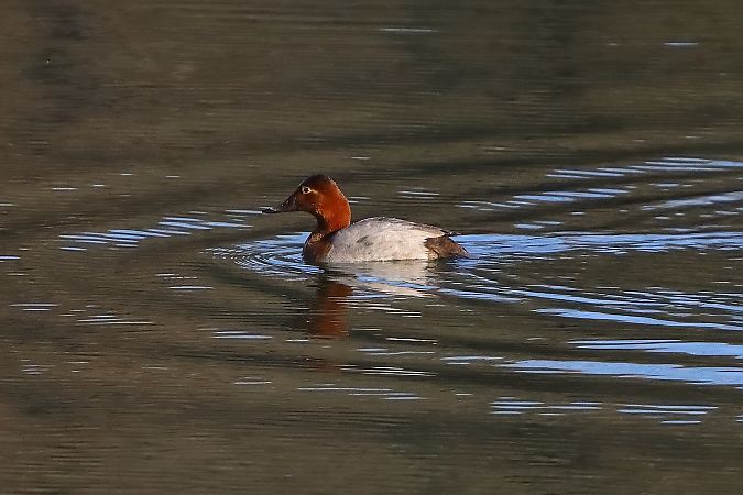 Moriglione  - Ferruccio Nava