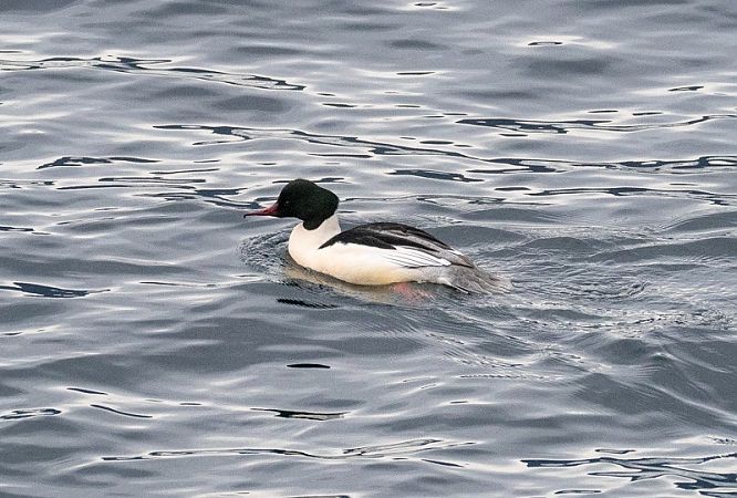 Smergo maggiore  - Roberto Brembilla