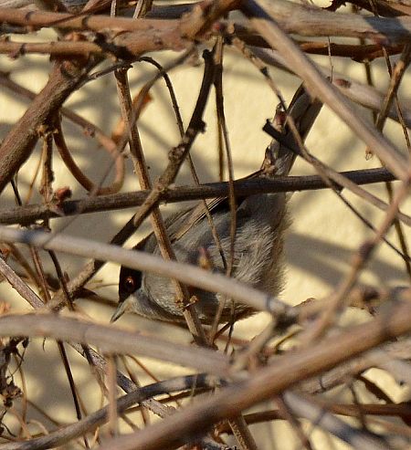 Occhiocotto  - Simona Corbellini
