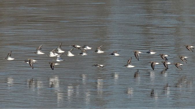 Piovanello pancianera  - Simona Corbellini