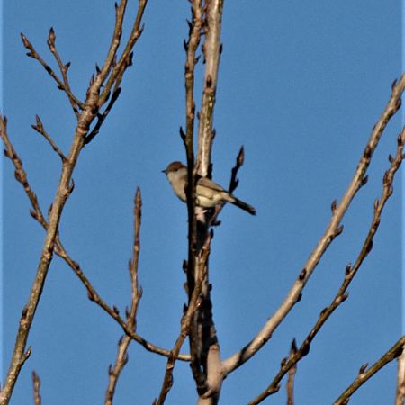 Capinera  - Simona Corbellini