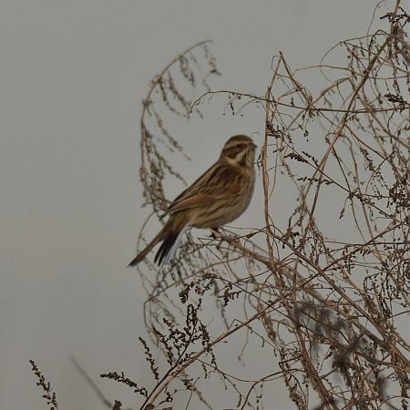 Migliarino di palude  - Simona Corbellini