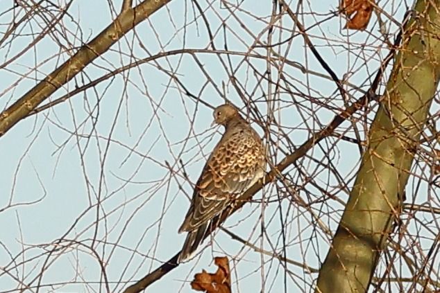 Tortora orientale  - Renzo Storer