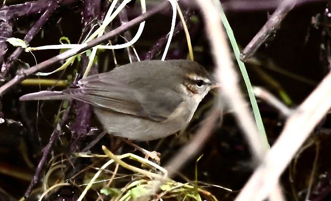 Luì scuro  - Renzo Storer