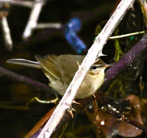 Luì scuro  - Renzo Storer