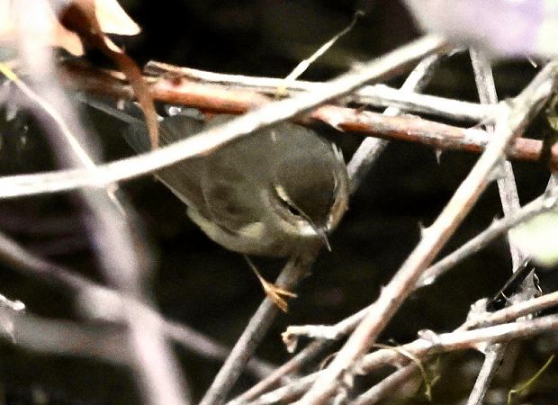 Luì scuro  - Renzo Storer