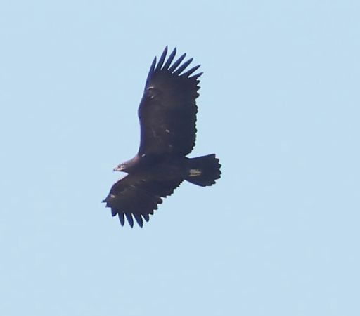 Aquila anatraia maggiore  - Renzo Storer