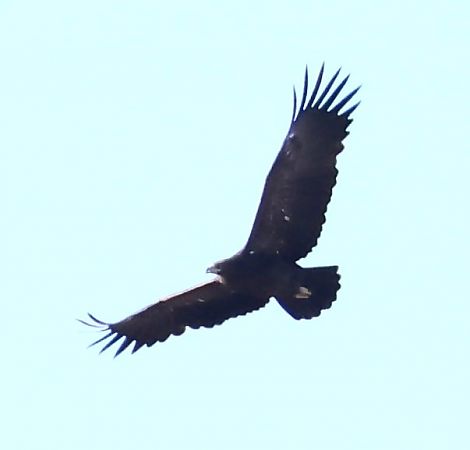 Aquila anatraia maggiore  - Renzo Storer